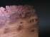 Burr elm